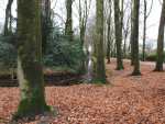 Gravenallee